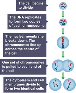 mitosis and cell division a guided tutorial answer key