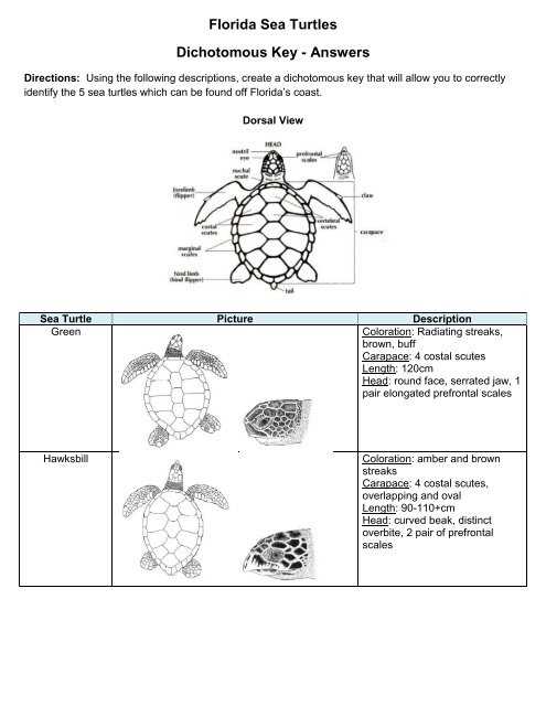 model 4 dichotomous key answer key