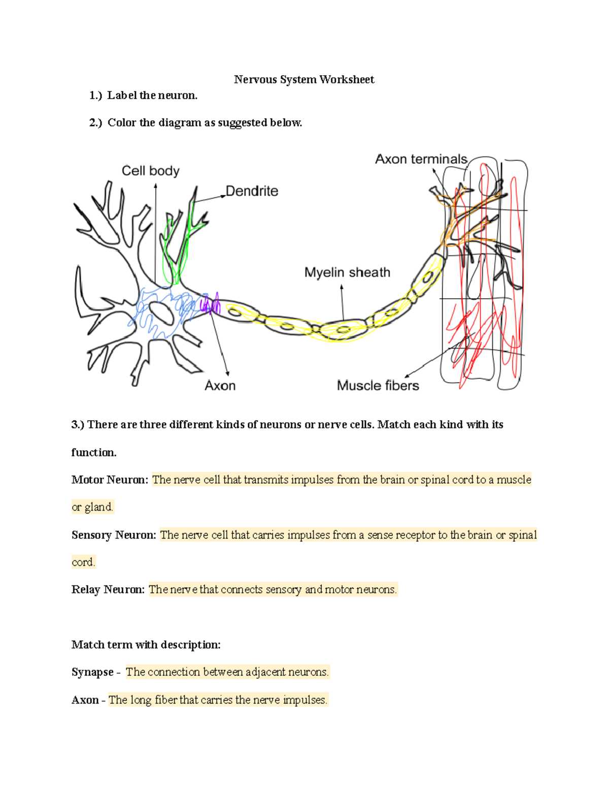 neuron function pogil answer key