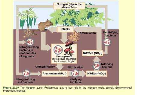 nitrogen cycle close read answer key