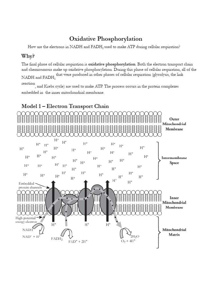 oxidative phosphorylation pogil answers key