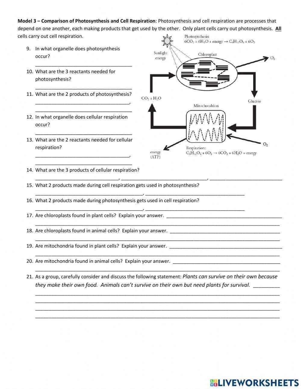 photosynthesis and cellular respiration answer key