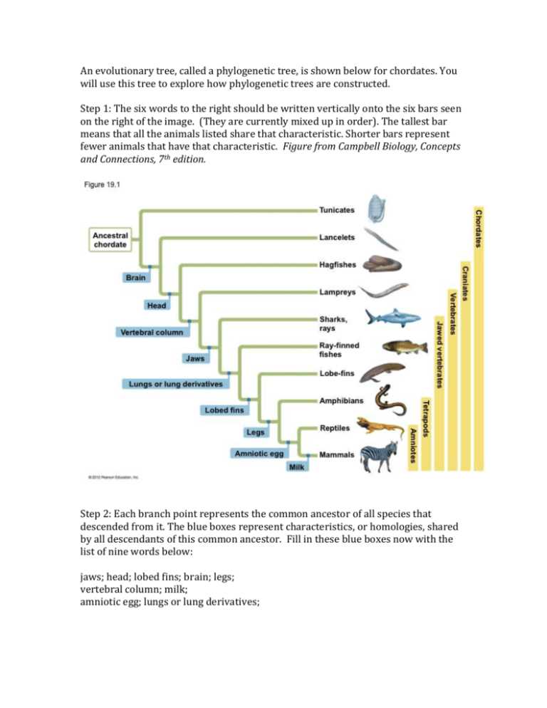 phylogenetic tree of trees worksheet answer key