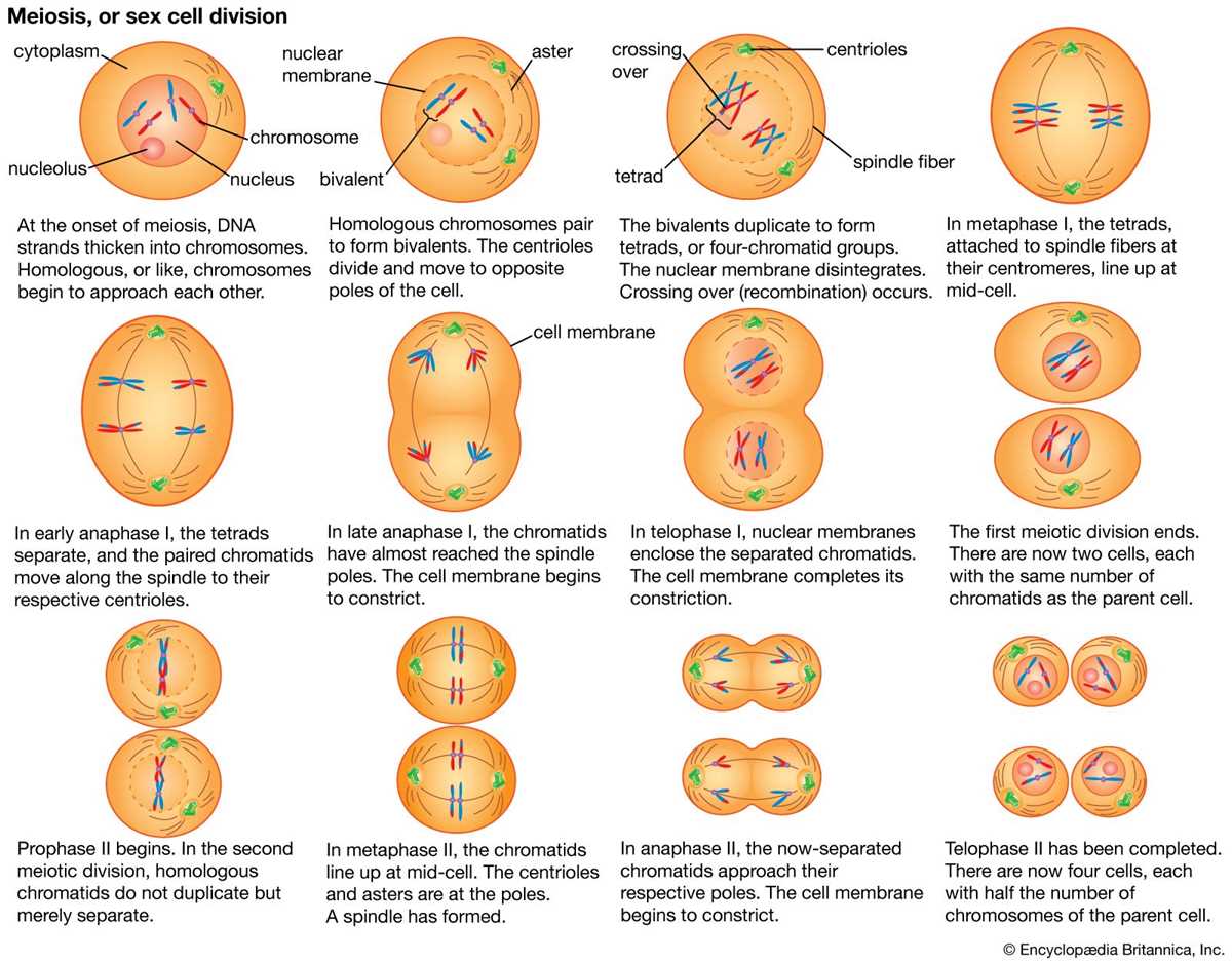 process of meiosis study guide answer key