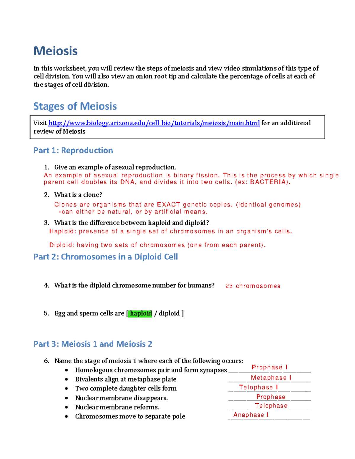process of meiosis study guide answer key