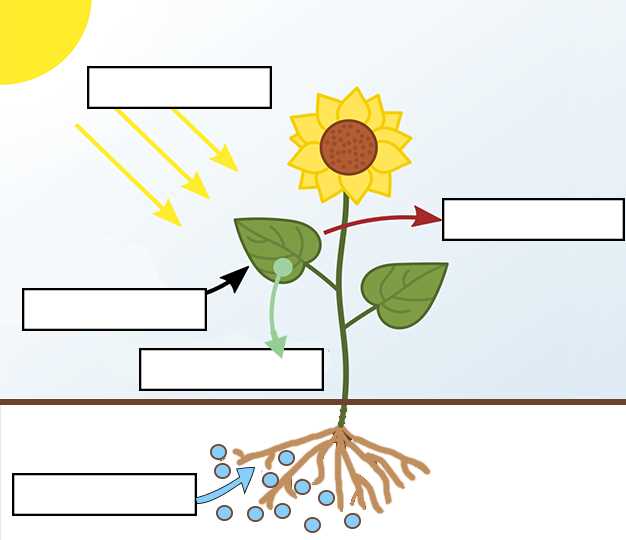 reinforcement photosynthesis answer key