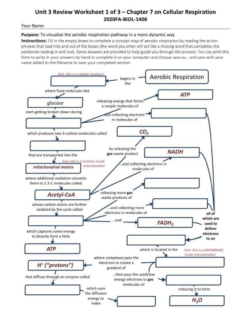 respiration review answer key