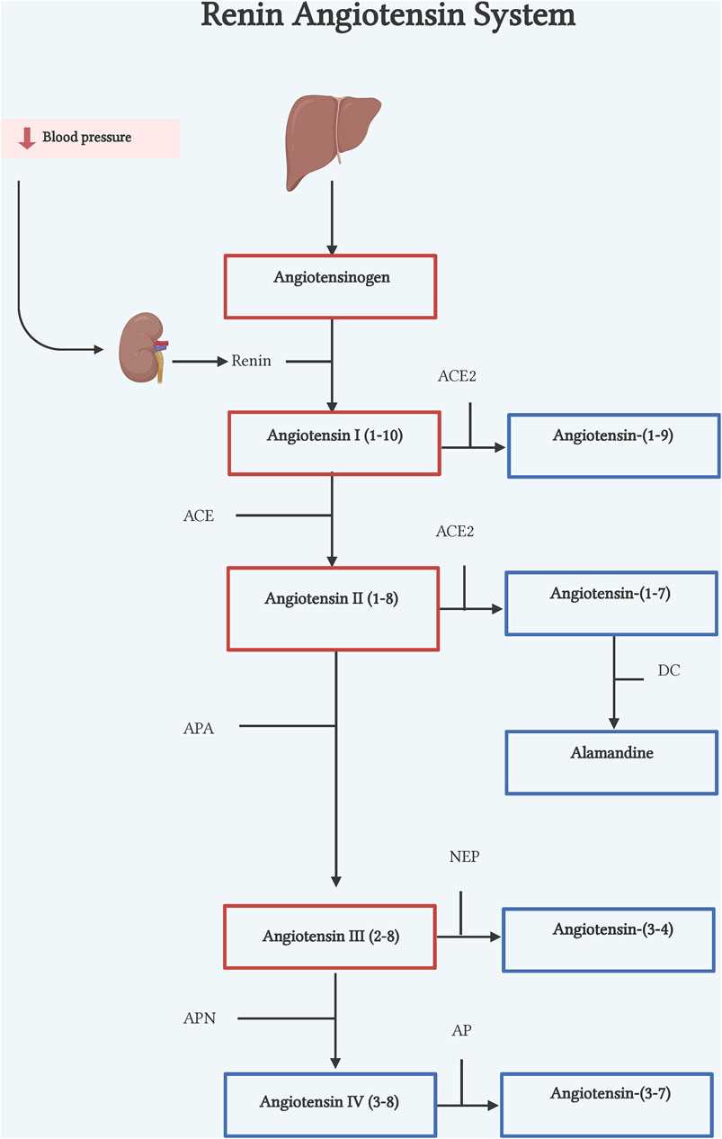 section 47 2 review blood answer key