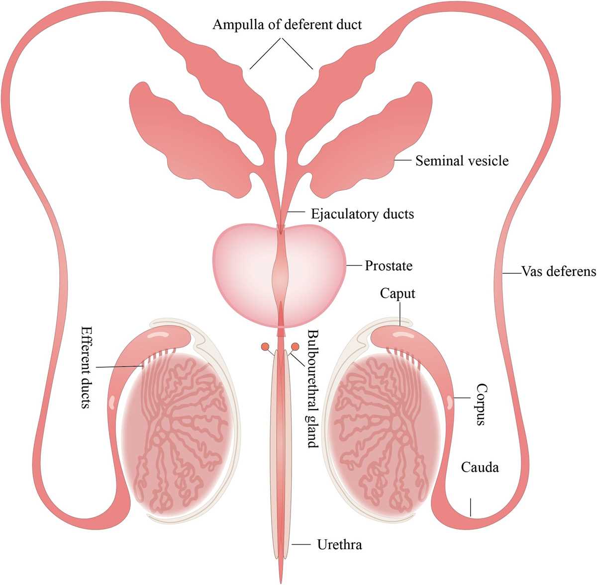 section 48 3 review urinary system answer key
