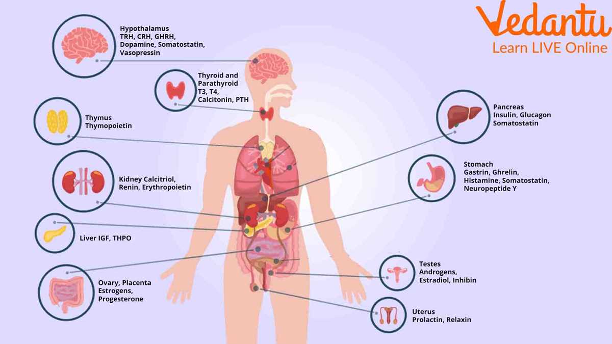 section 50 2 review endocrine glands answer key