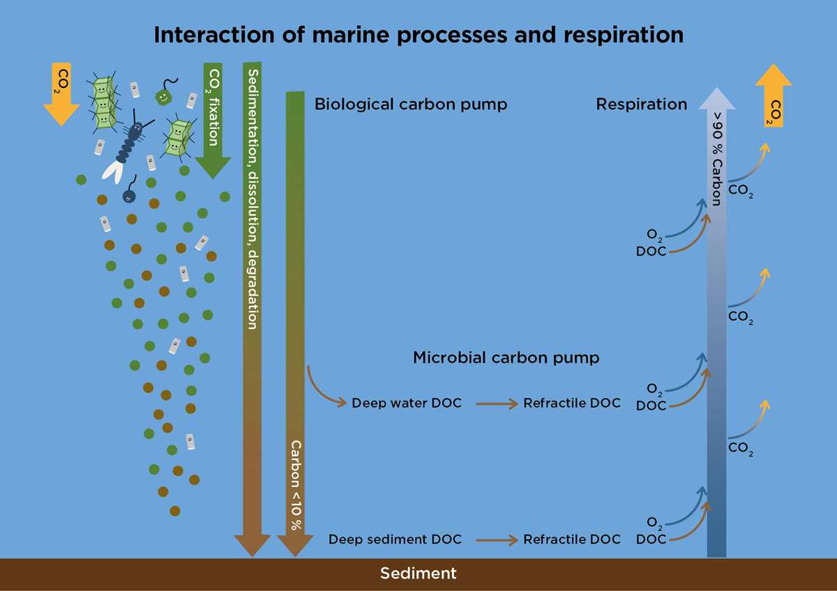 section 7 2 review aerobic respiration answer key