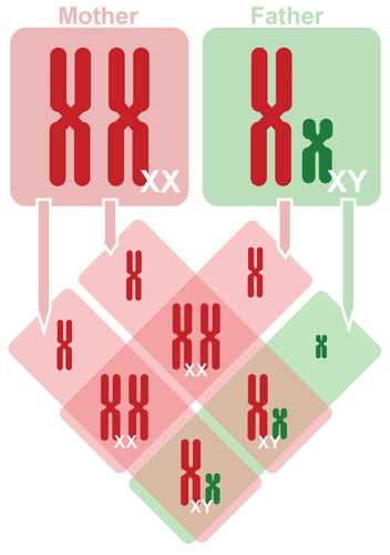 sex linked traits answer key