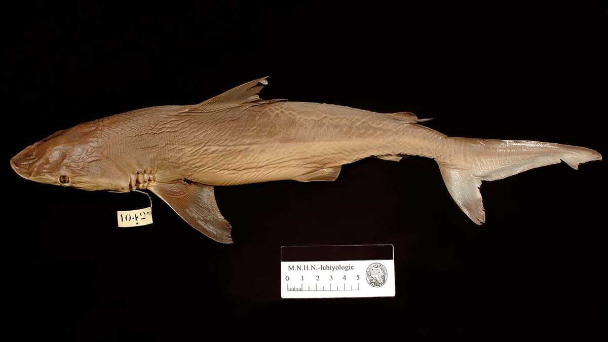 shark biological key answers