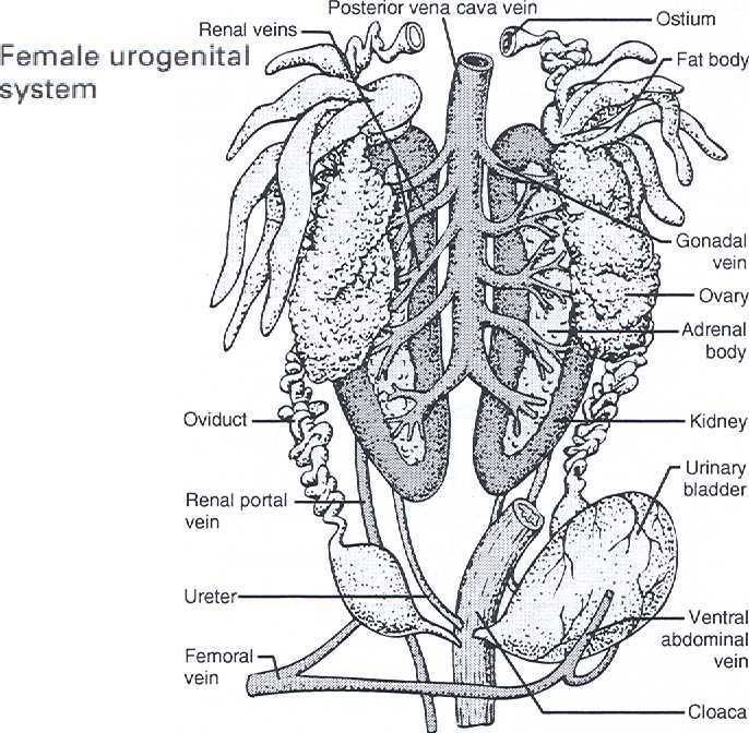 student guide to the frog dissection urogenital system answer key