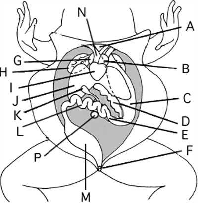 student guide to the frog dissection urogenital system answer key