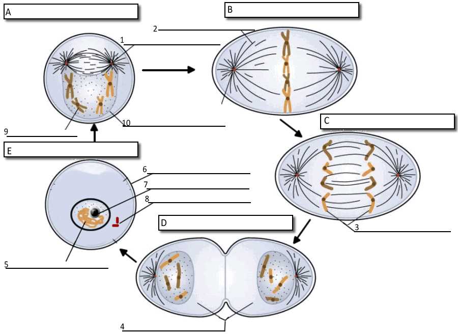 the cell cycle mitosis and meiosis worksheets answer key