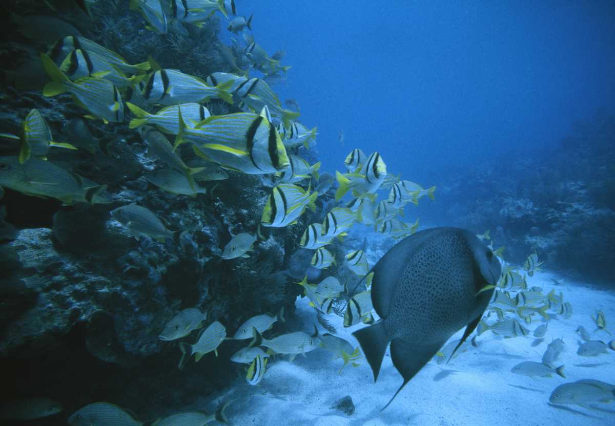 the dangers of ocean acidification lesson 1b answer key