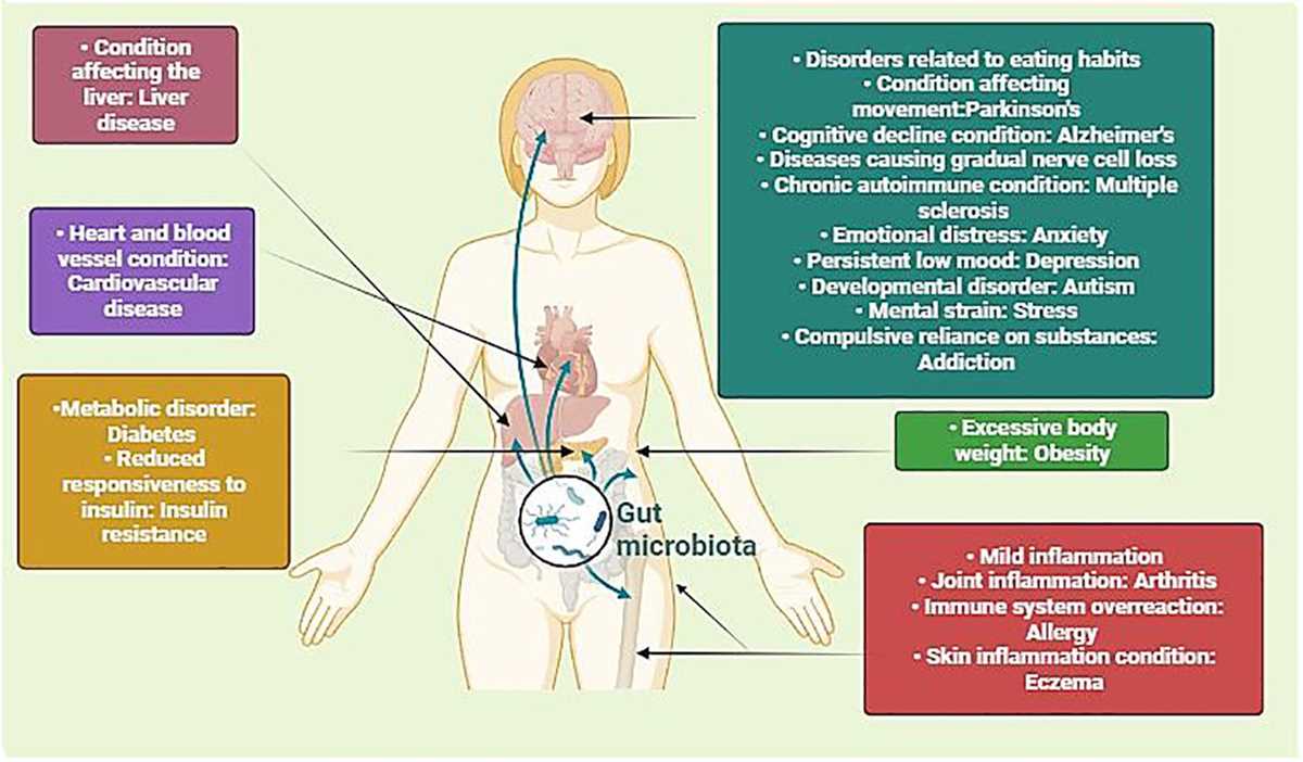 the digestive system and body metabolism chapter 14 answer key