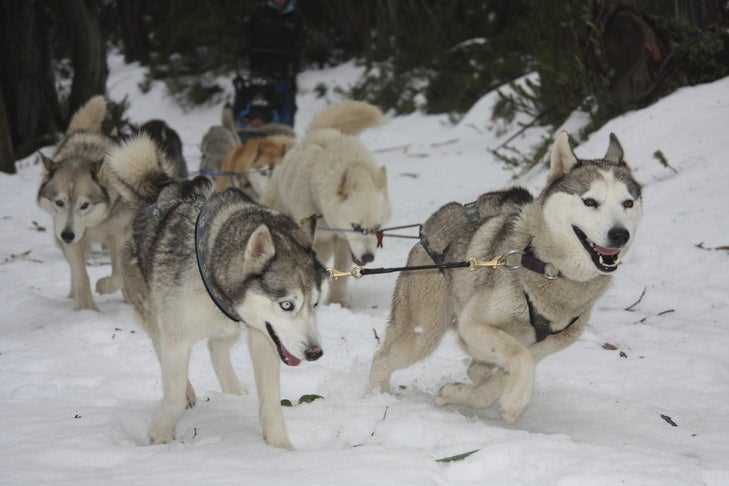 the history of dog sledding answer key