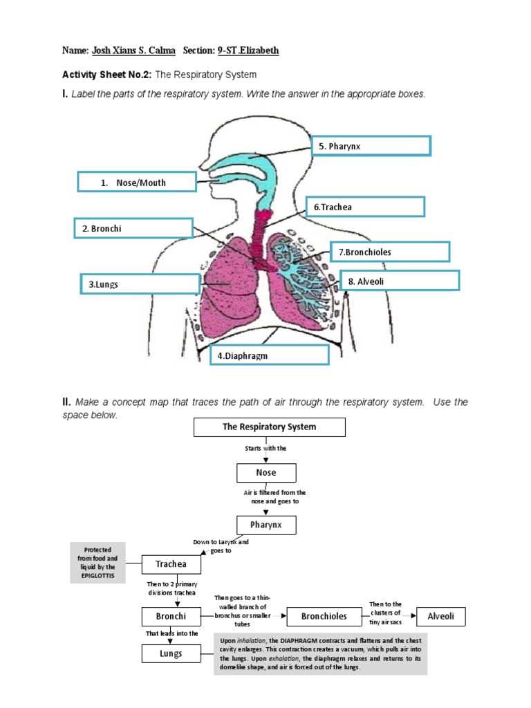 the respiratory system 14.3 review and reinforce answer key
