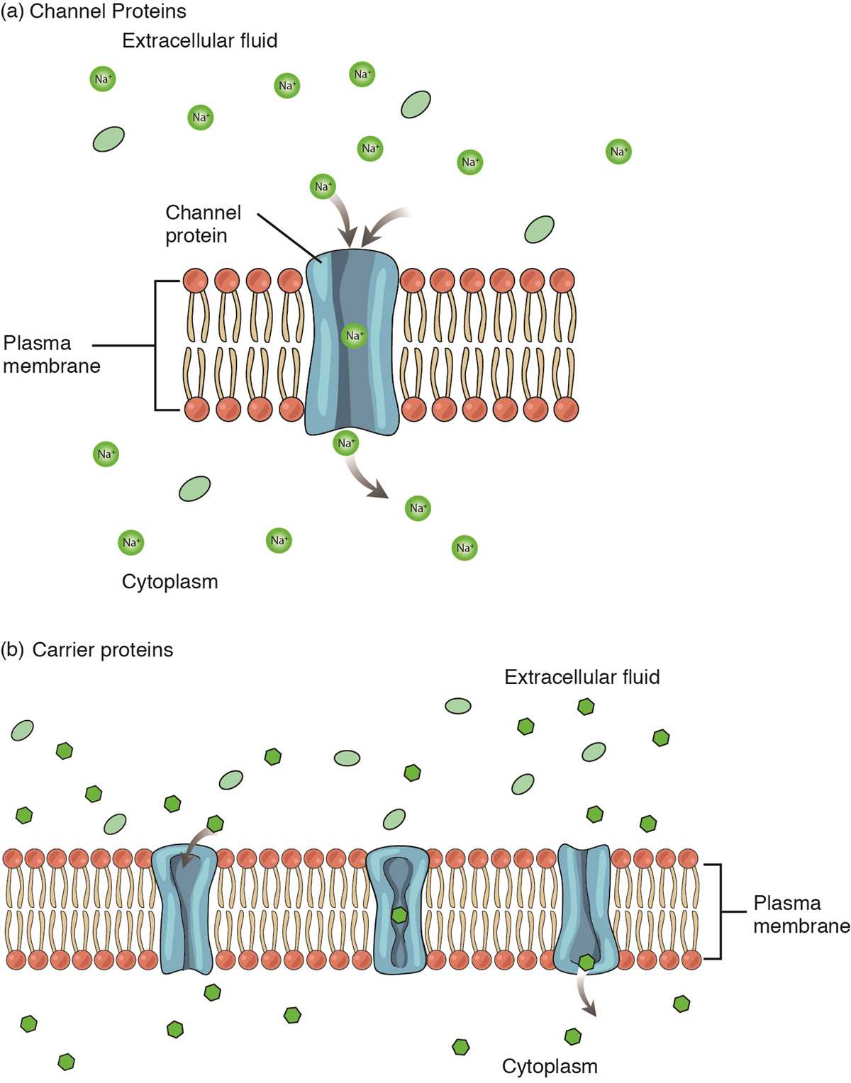 transport in cells pogil answer key