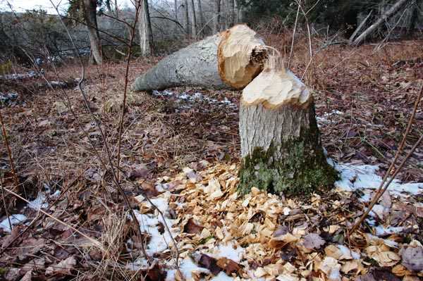 what did the beaver say to the tree answer key