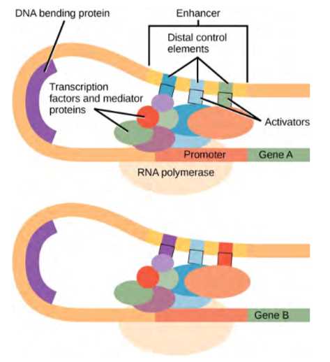 dna structure and replication section review answer key