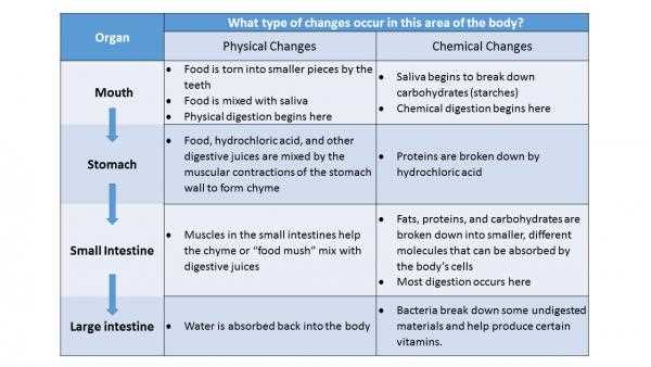 activity b mechanical and chemical digestion answer key