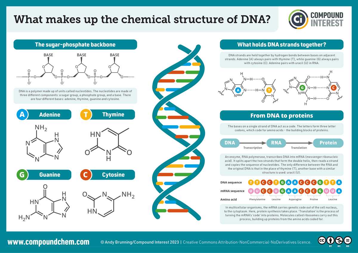 activity understanding dna structure answer key