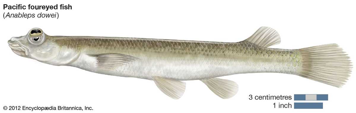 adaptation worksheet life as a fish answer key