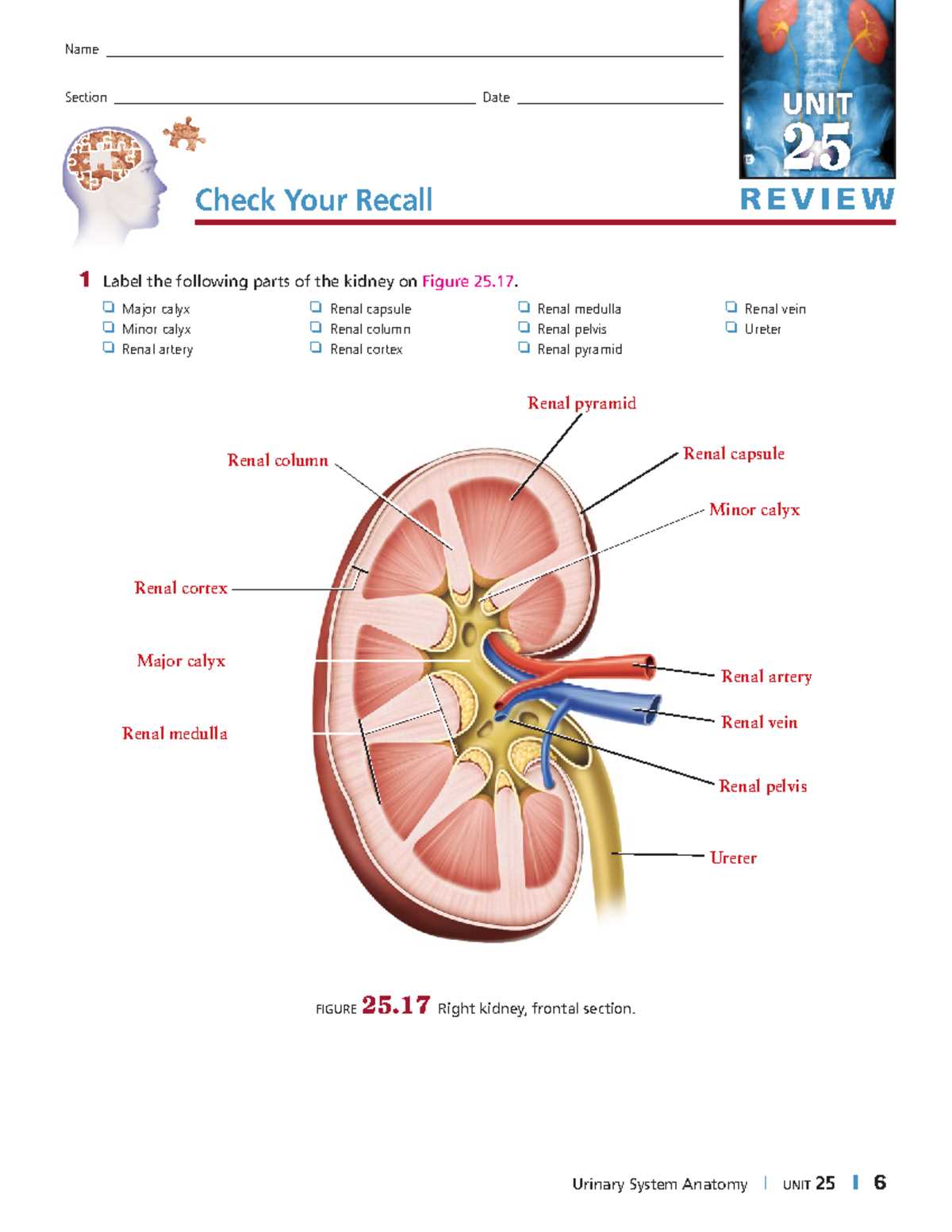 section 48 3 review urinary system answer key