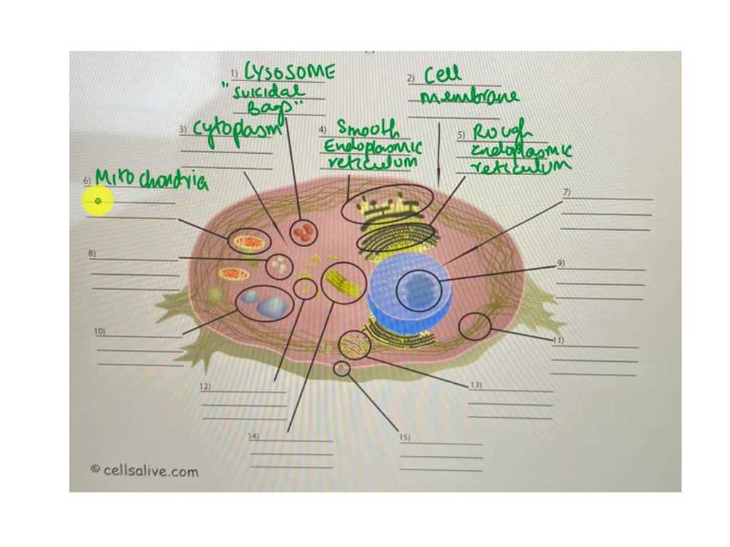 cells alive worksheet answer key biology