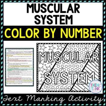 muscle coloring activity answer key