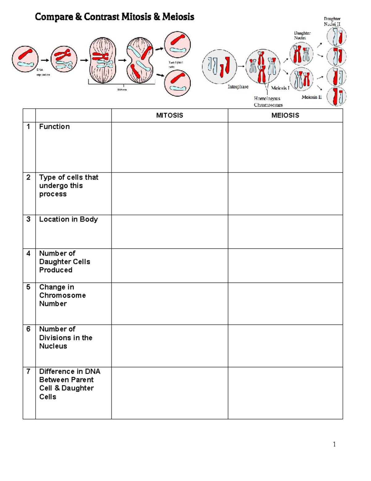 answer key cells alive meiosis phase worksheet answers