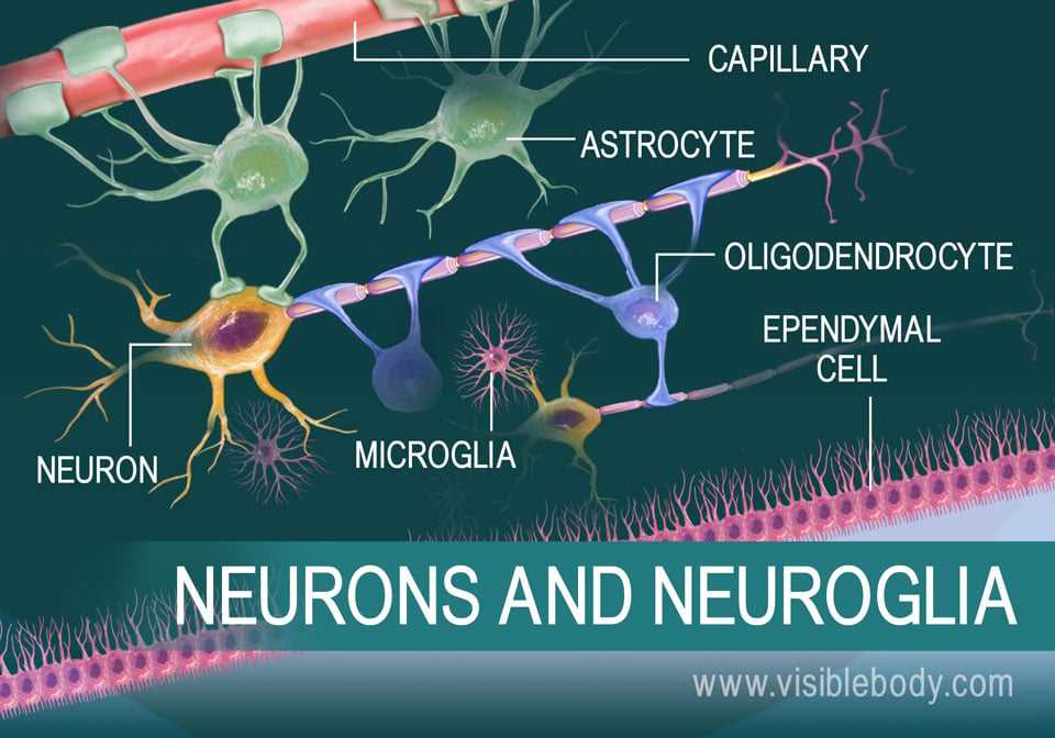 5 4 the anatomy of the neuron answer key