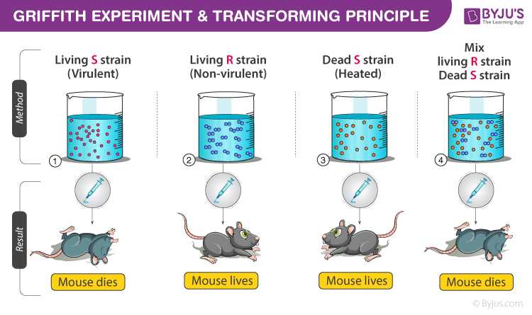 case study bacterial transformation answer key