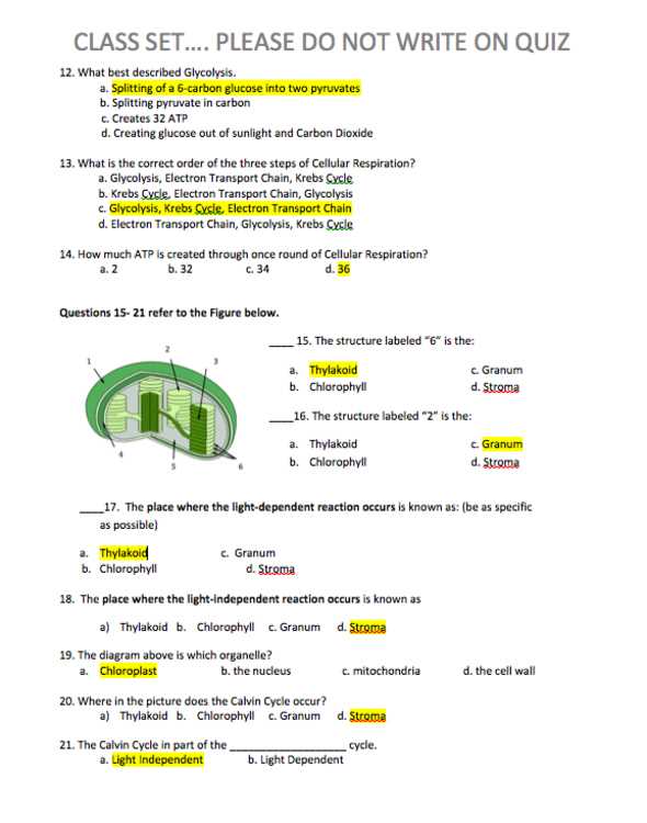photosynthesis and cellular respiration test review answer key