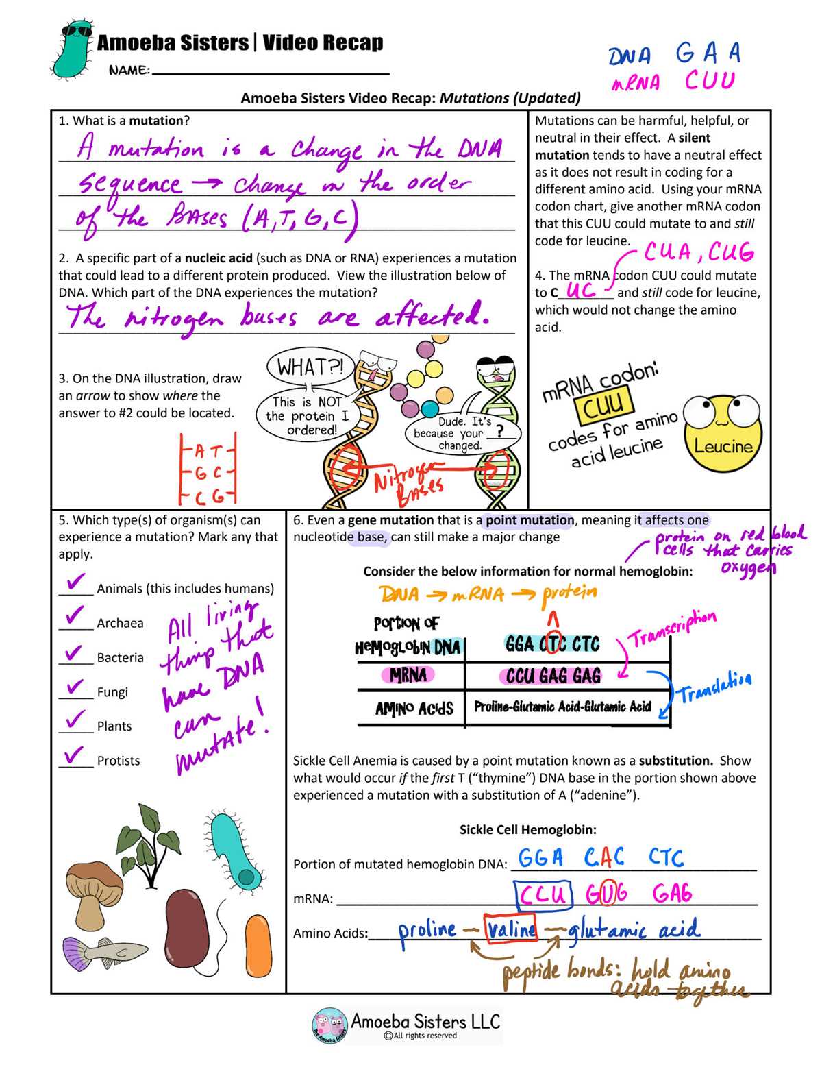 amoeba sisters biomolecules answer key