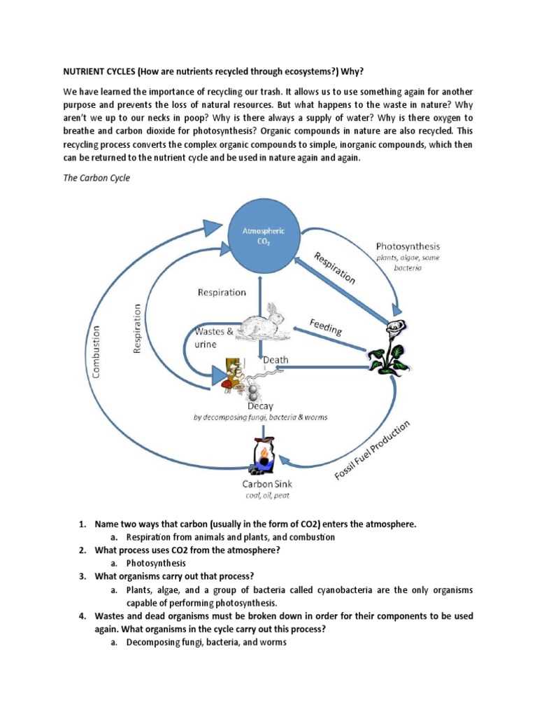 amoeba sisters carbon and nitrogen cycle answer key