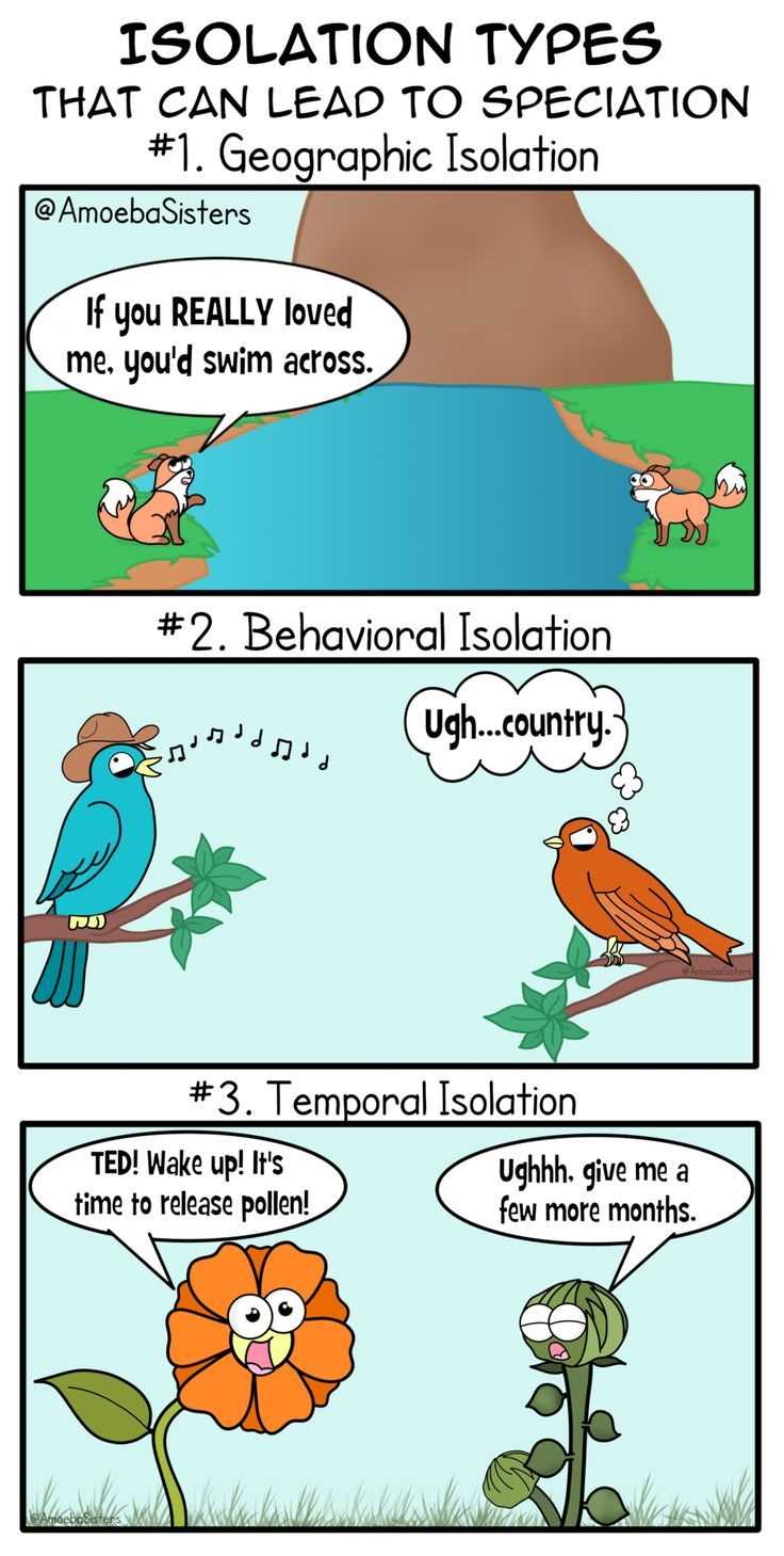 amoeba sisters speciation answer key