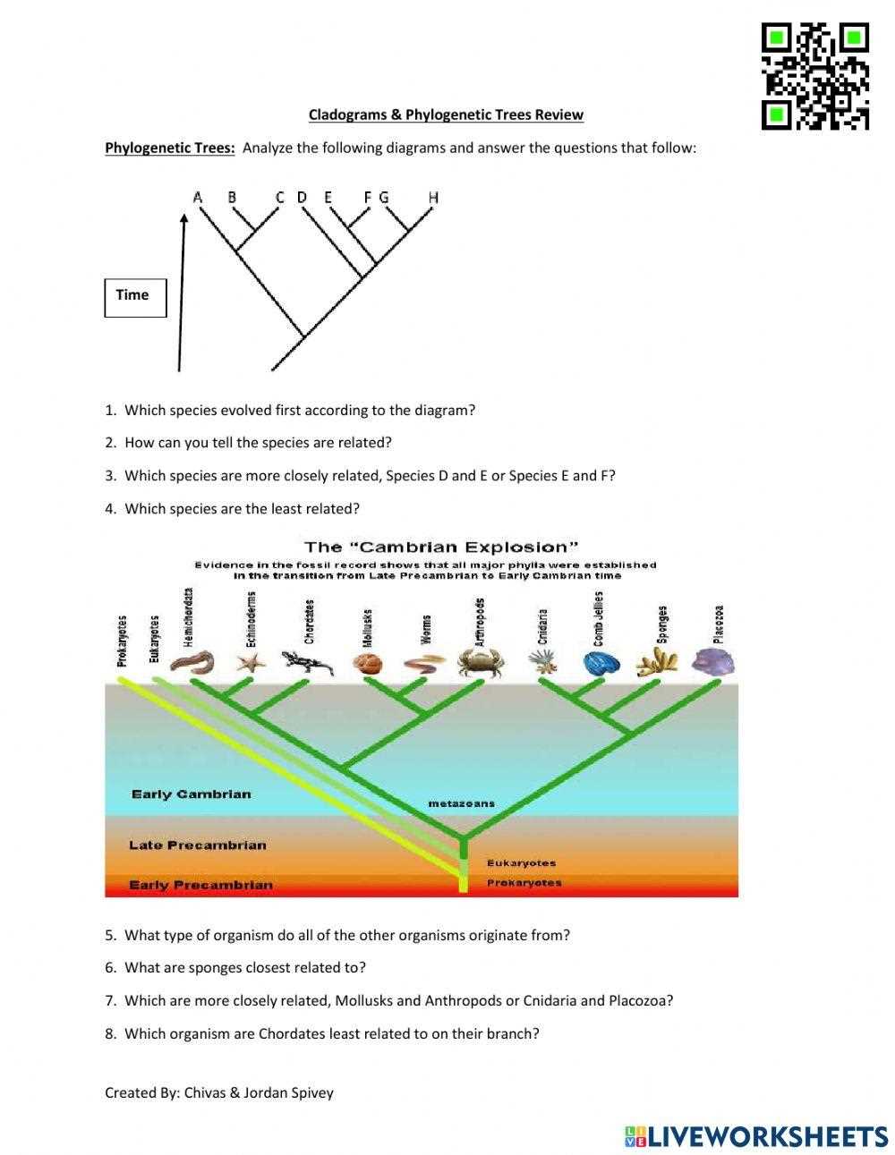 an introduction to cladograms and trees worksheet answer key