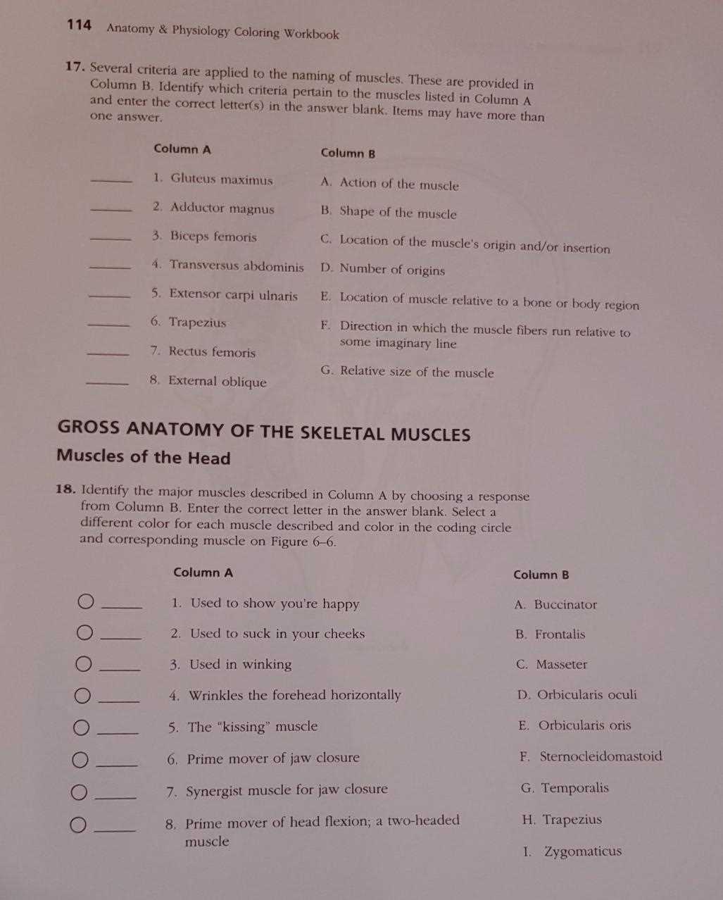 anatomy & physiology coloring workbook answer key chapter 5