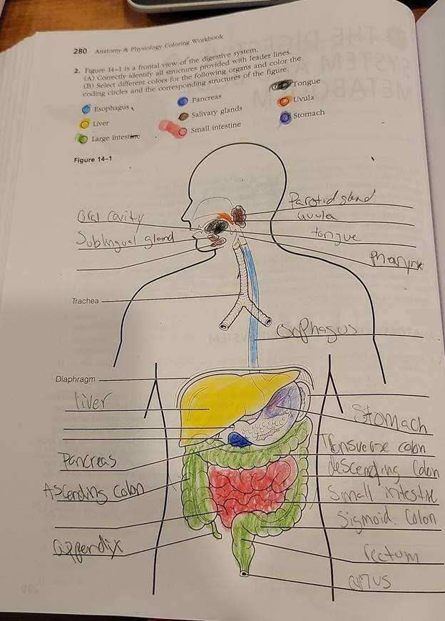 anatomy and physiology coloring workbook answer key