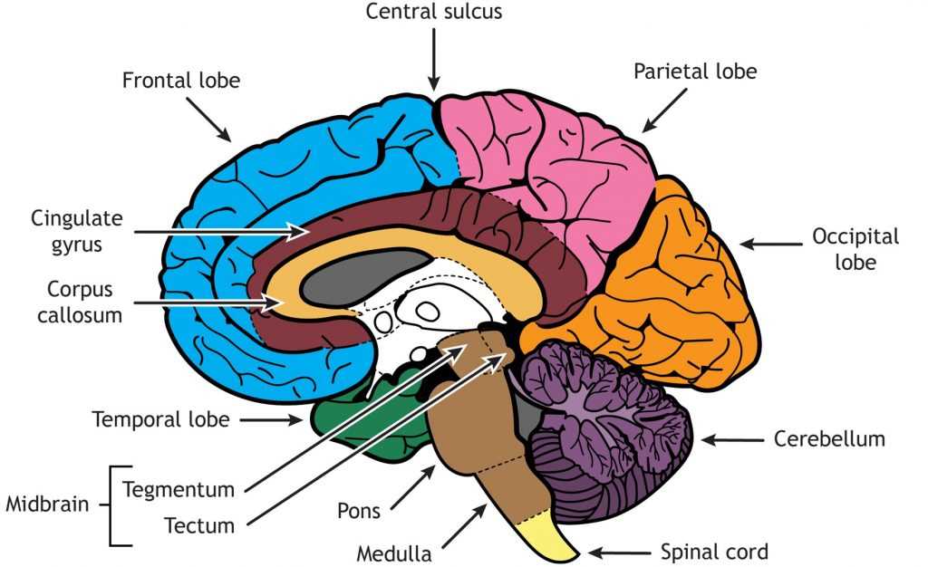 anatomy of the brain coloring answer key