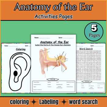 anatomy of the ear coloring answer key