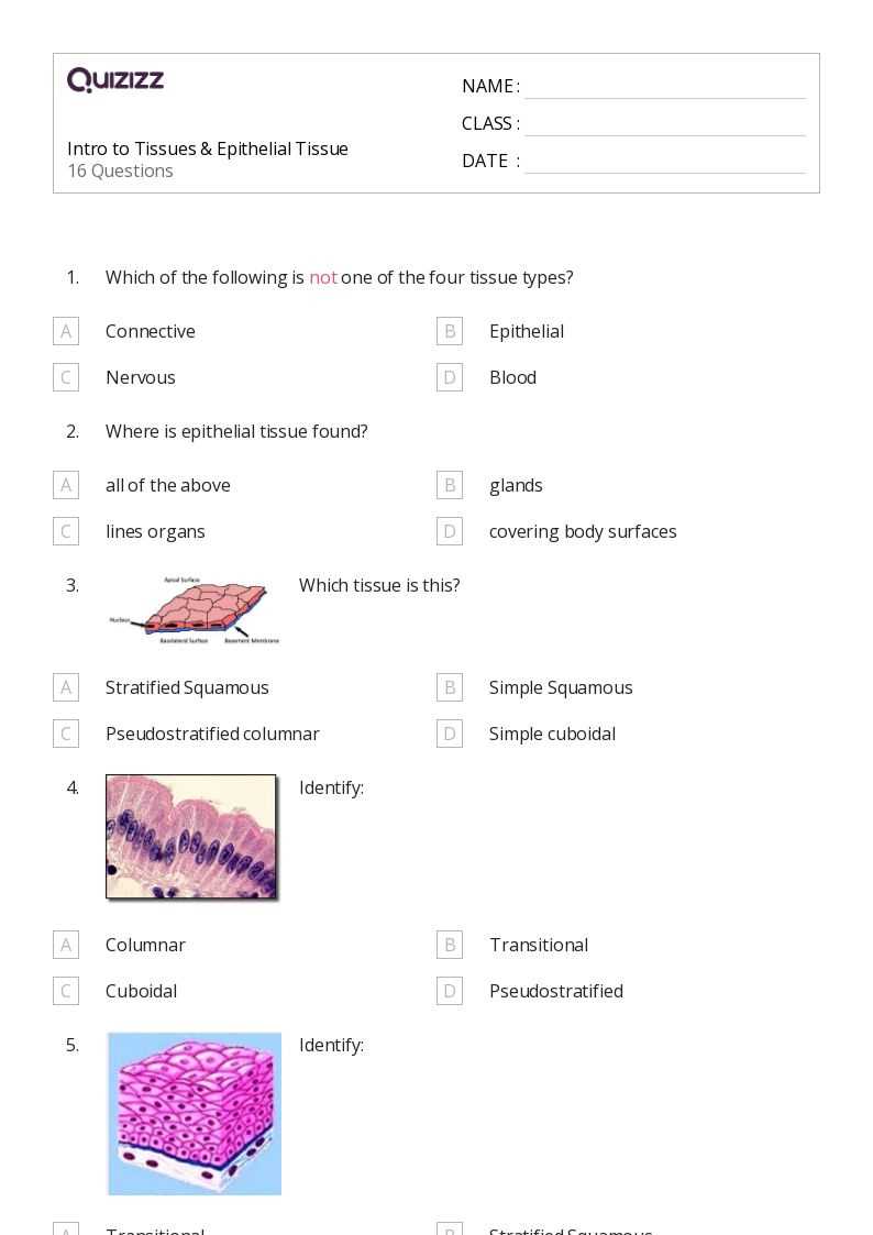 anatomy worksheet epithelial tissues answer key