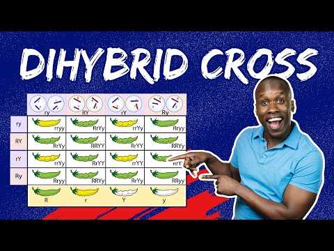 answer key amoeba sisters dihybrid crosses worksheet answers