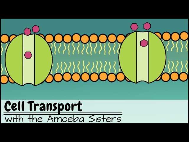 answer key amoeba sisters video recap cell transport worksheet answers