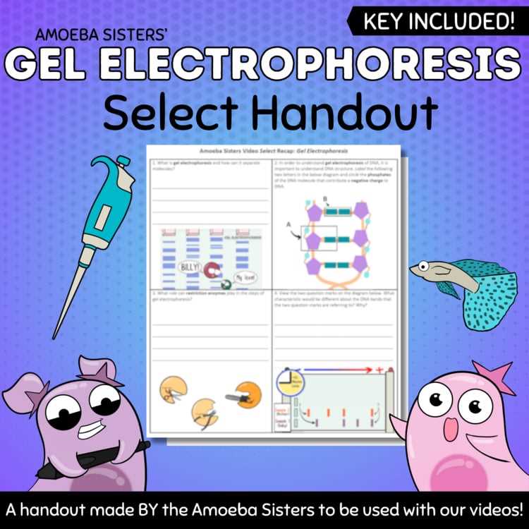 answer key amoeba sisters video recap cell transport worksheet answers