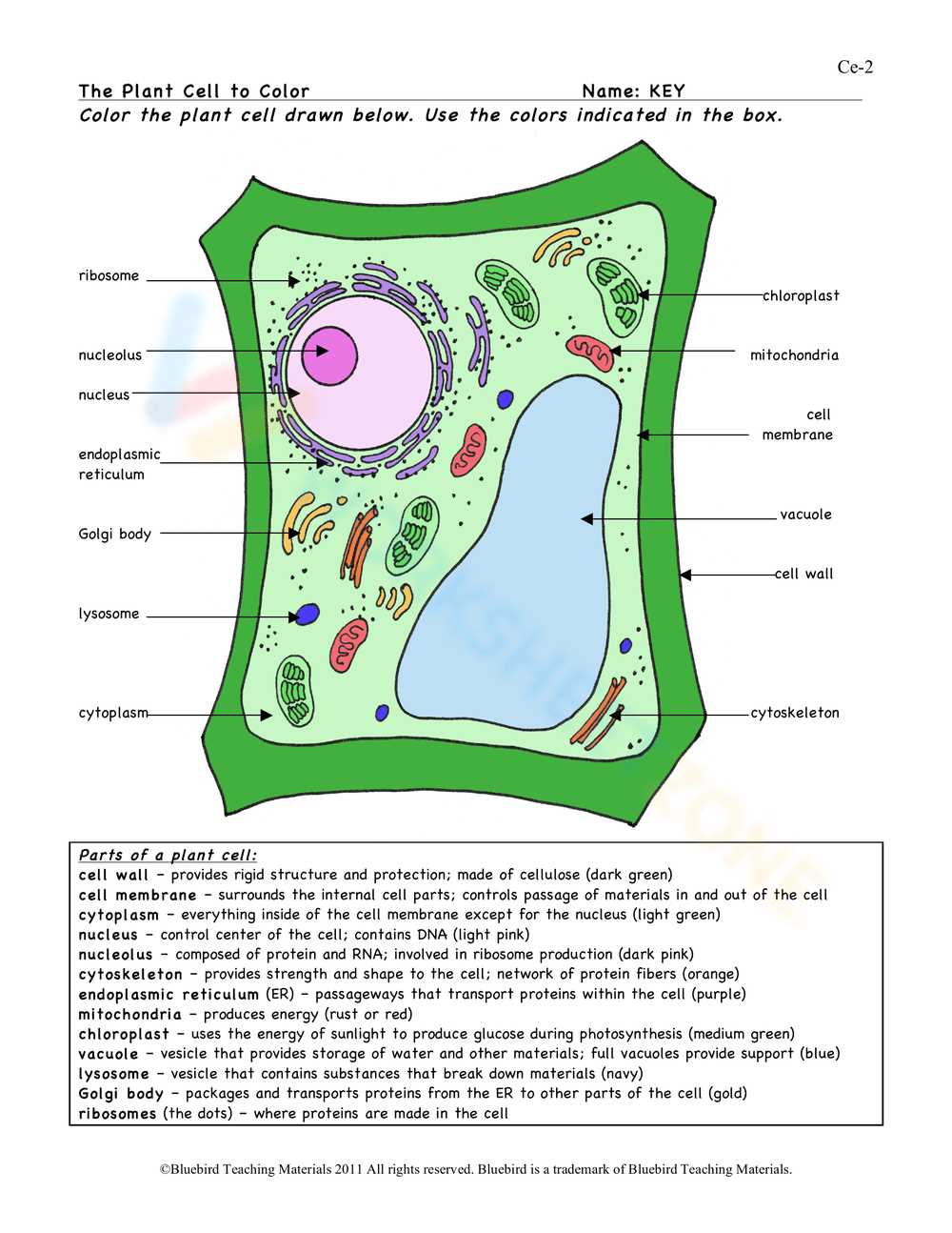 answer key plant cell coloring